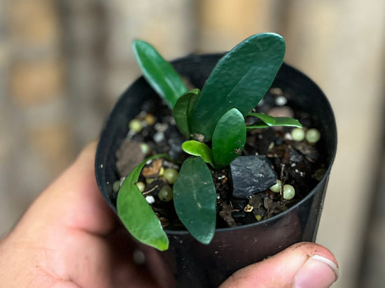 Blue Oil Fern (Baby Plant!) DD17