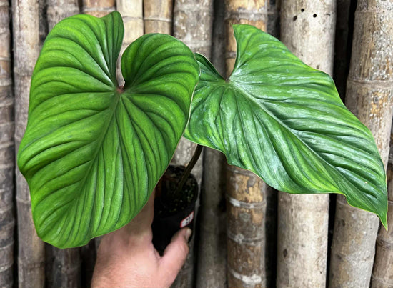 Philodendron &