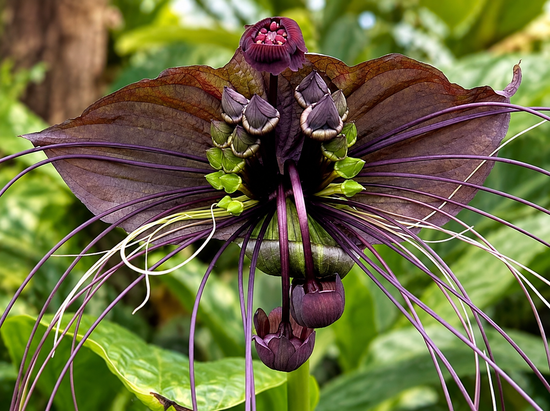 Tacca chantrieri - Bat Plant &