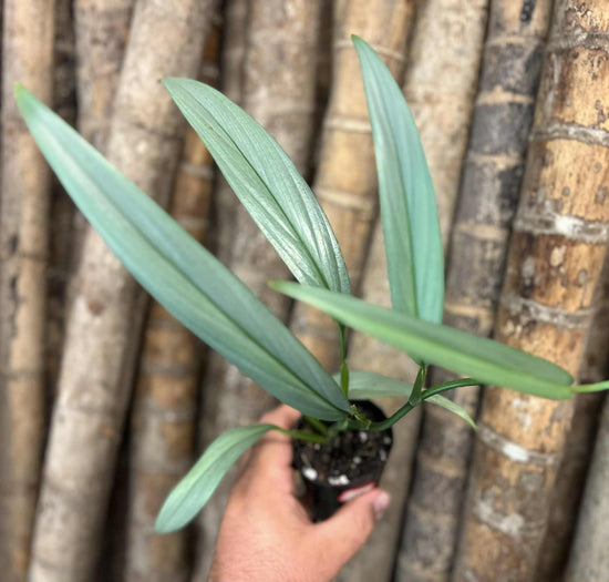 Epipremnum amplissimum &