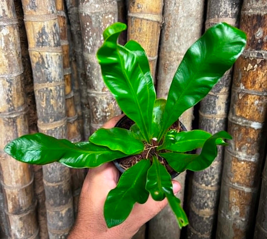 Asplenium &