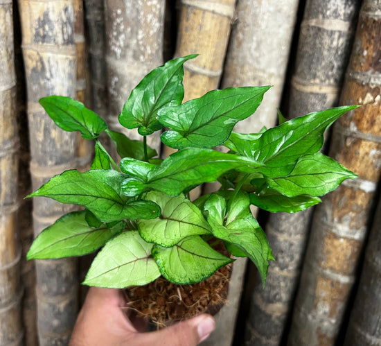 Syngonium &