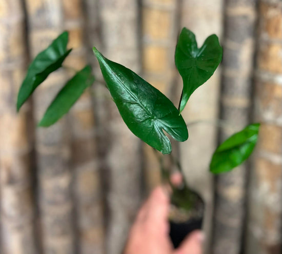 Alocasia &