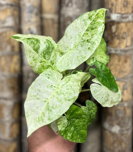 Alocasia &