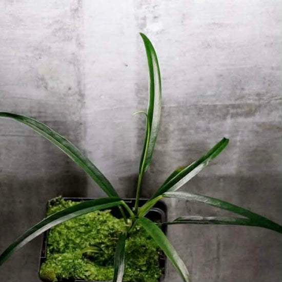 Philodendron &