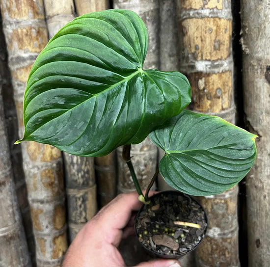 Philodendron &