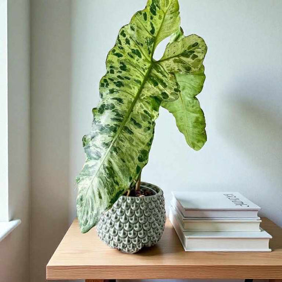 Philodendron &
