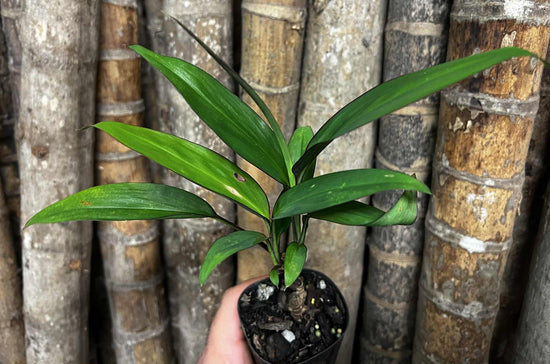 Cordyline &