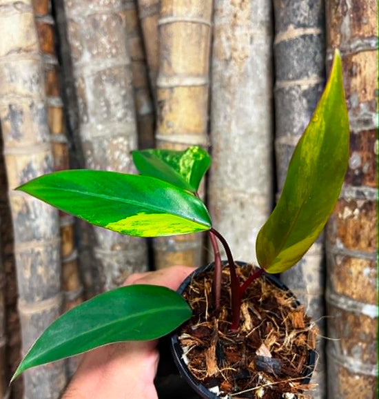 Philodendron &