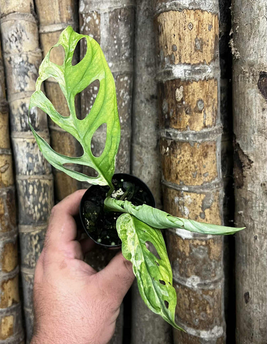 Monstera adansonii &