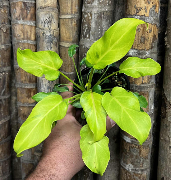 Philodendron &