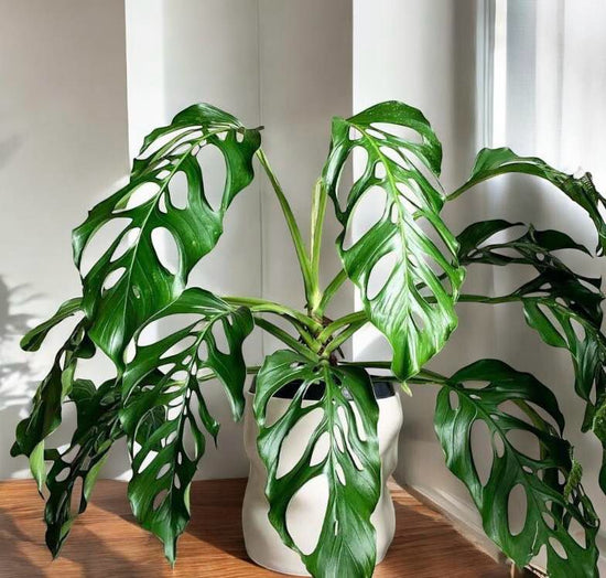 Monstera &
