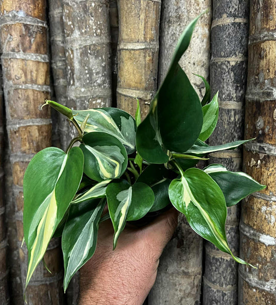 Philodendron &