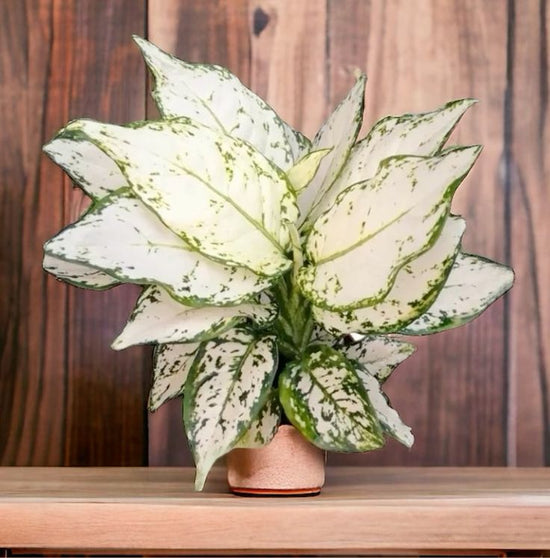 Aglaonema &