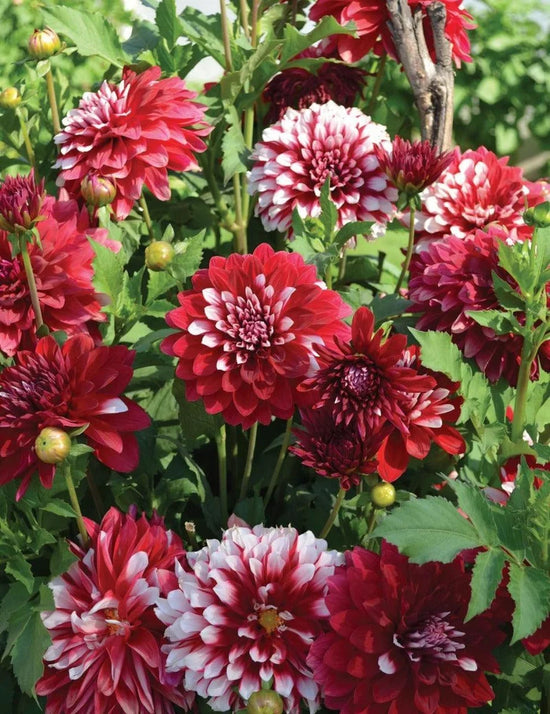 Dahlia Christmas Cheer