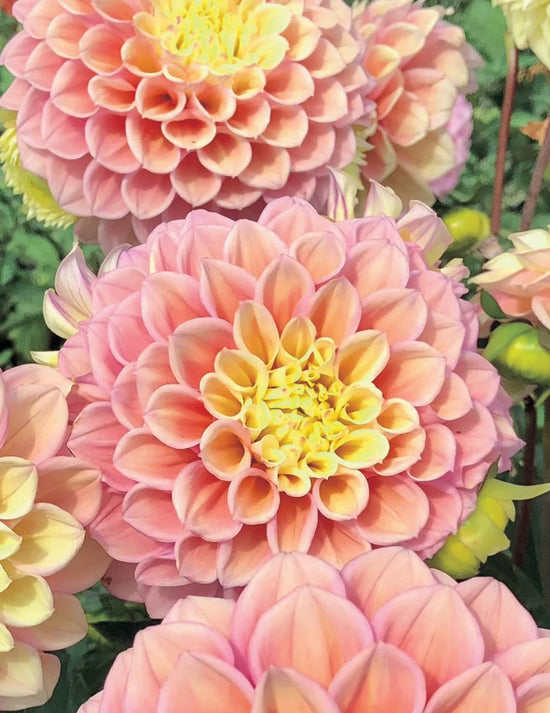 Dahlia Sugartown Sunrise