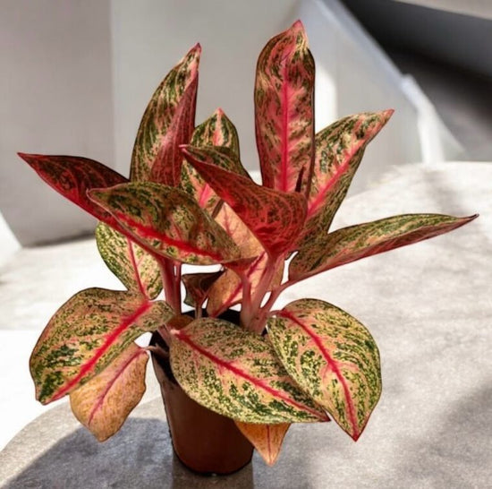 Aglaonema &