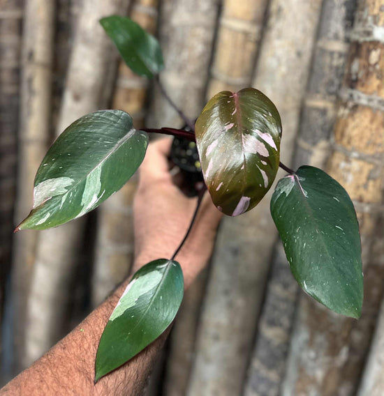 Philodendron &