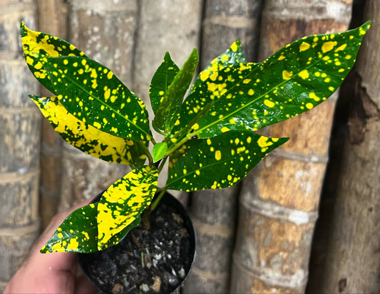 Croton &