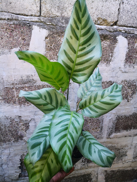 Calathea &