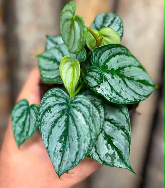Philodendron &