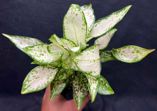 Aglaonema &