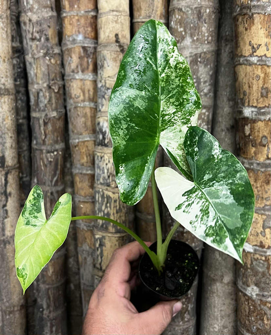 Alocasia &
