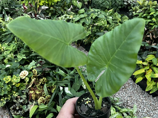 Alocasia &