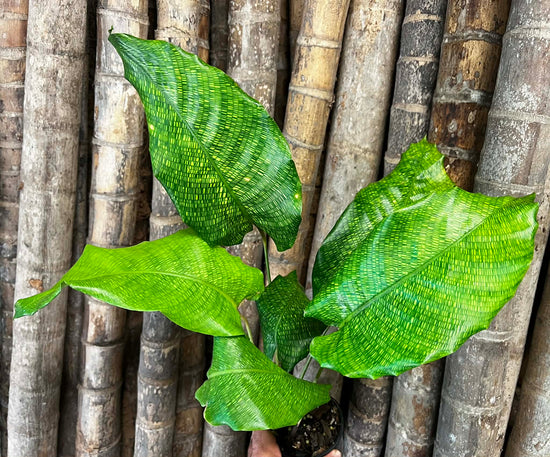 Calathea &