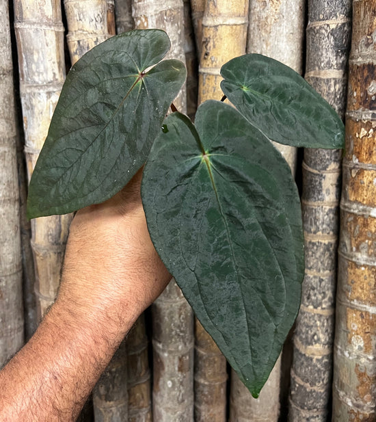 Anthurium &