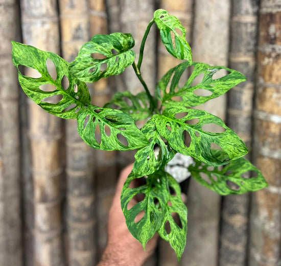 Monstera adansonii &