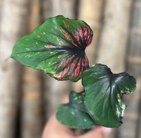 Caladium &