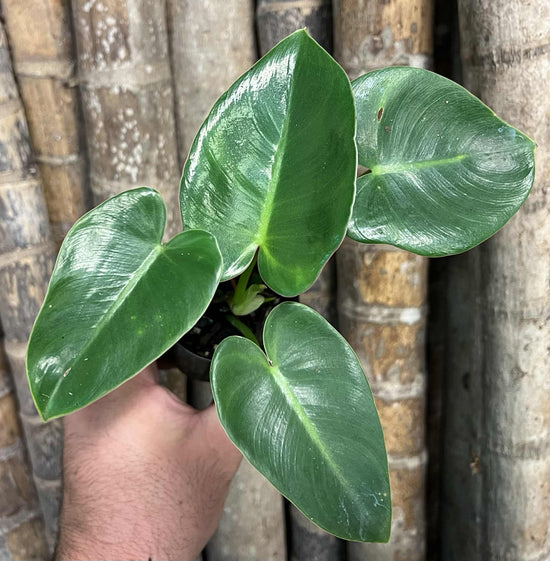 Philodendron &