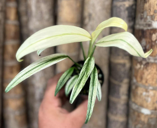 Epipremnum amplissimum &