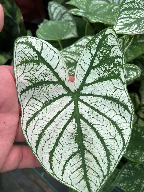 Caladium &