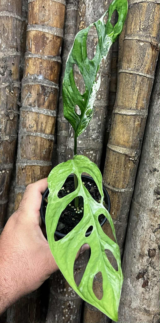 Monstera &