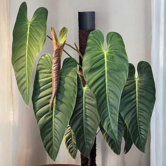 Philodendron &