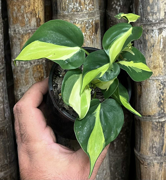 Philodendron &