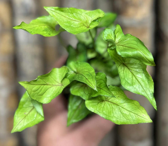 Syngonium &