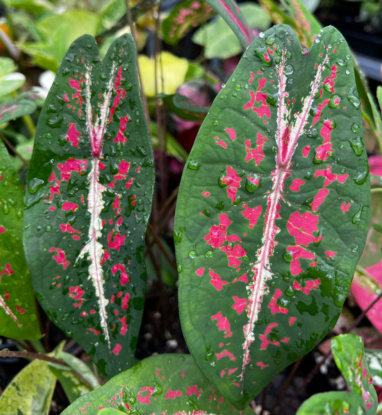 Caladium &