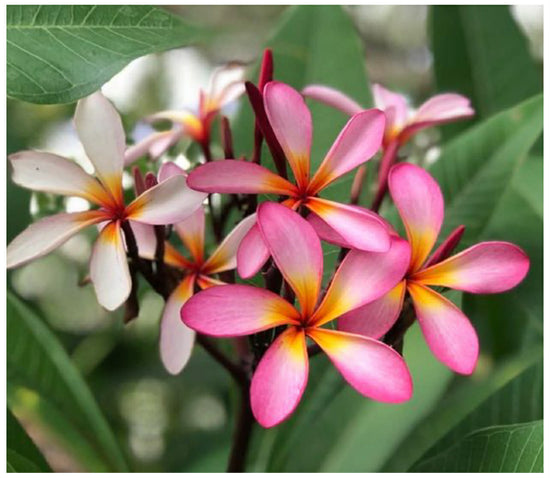 Frangipani &