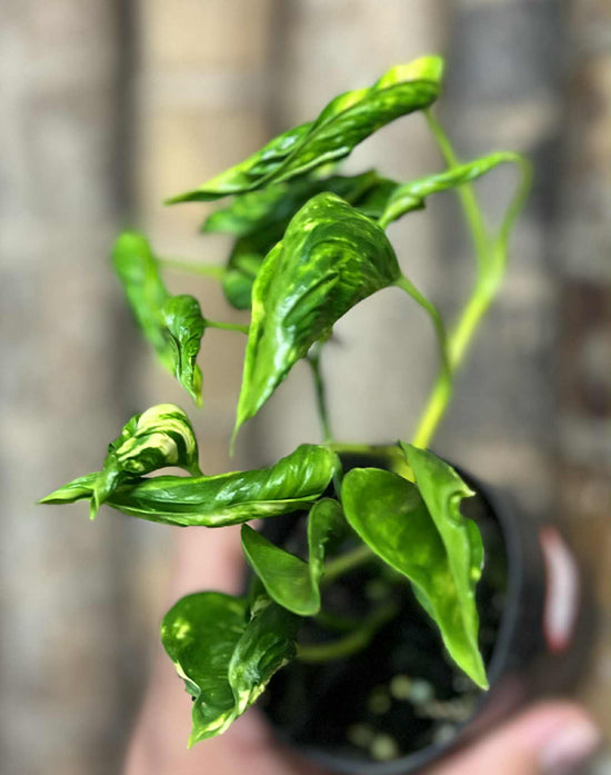 Epipremnum &