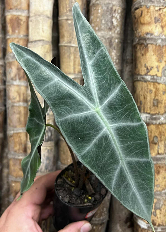Alocasia &