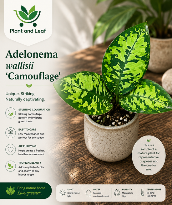 Adelonema wallisii &