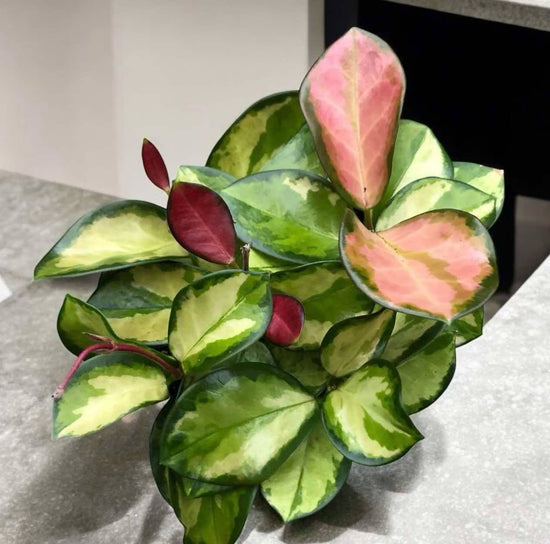 Hoya &
