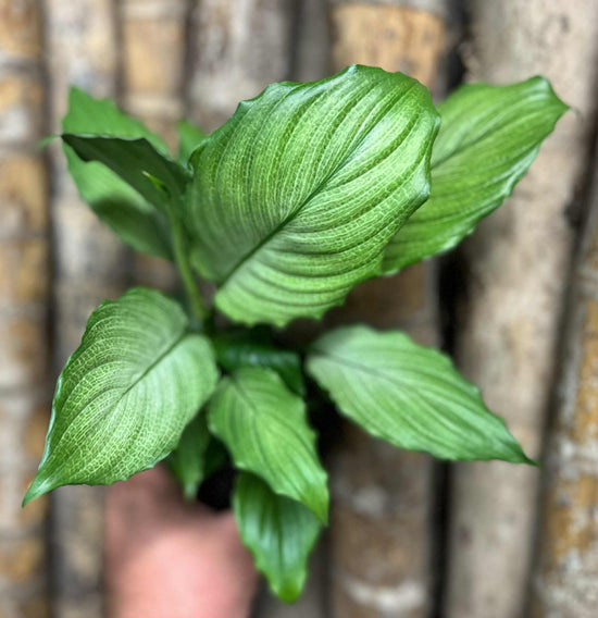 Spathiphyllum &