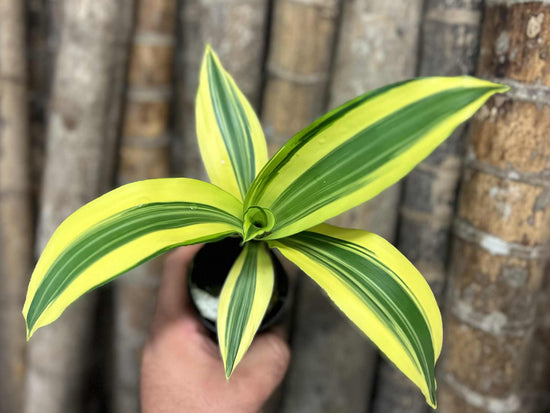 Dracaena &