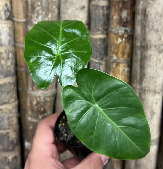 Alocasia &