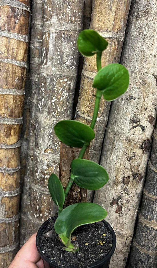 Rhaphidophora &