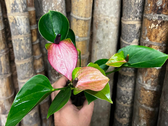 Anthurium &